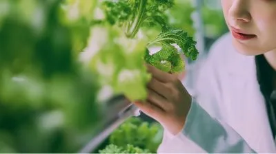 白衣を着た研究者が葉物野菜を観察している様子。