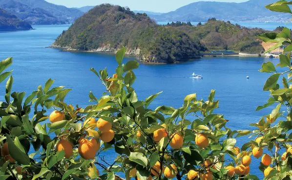 みかんの木の向こうに海と島が見える風景。