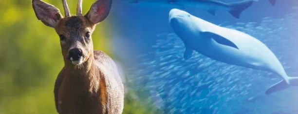 生物科学科