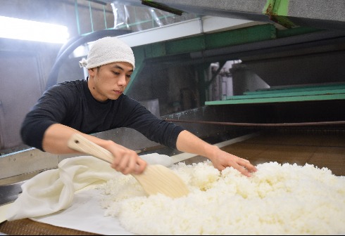 蒸しあがったお米の放冷作業