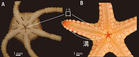 図1:メナシクモヒトデ(A)とジュズベリヒトデ(B)の背側の様子。矢印は自切した腕の切断部。