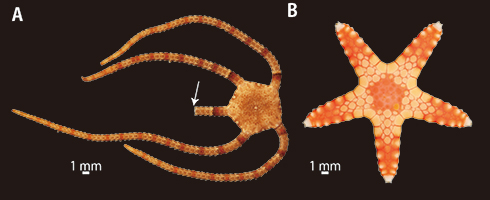 図2:メナシクモヒトデ(A)とジュズベリヒトデ(B)の腹側の様子。腕の真ん中に溝がある方がヒトデ、なければクモヒトデと見分けることができる。